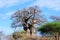 Baobab or boab, boaboa, bottle tree, upside-down tree,