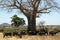 Baobab Buffaloes