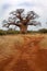 Baobab in Bushveld