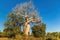 Baobab called the baobab of lovers or baobabs amoureux in french.