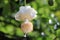 Baobab Flower