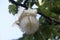 Baobab Flower showing stamens and pistil detail