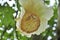 Baobab flower tree in Africa