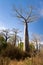 Baobab forest