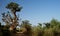 Baobab forest, Dakar, Senegal