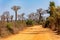 Baobab forest on the road from Morondava to Belo Sur Tsiribihina. Madagascar landscape