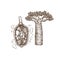 Baobab fruit and tree. Adansonia digitata. Engraved sketch style.