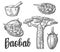 Baobab fruit, tree and seeds baobab. Mortar and pestle. Vector vintage engraved illustration isolated on white
