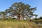 Baobab- Kissama National Park Angola