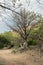 Baobab in the Koko Crater Botanical Garden