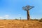 Baobab landscape