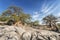 Baobab landscape