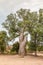 Baobab Love in Madagascar