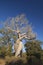 Baobab of madagascar sky and cloud