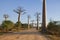 Baobab of madagascar sky and cloud