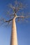 Baobab of madagascar sky and cloud