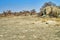 Baobab, Makgadikgadi Pans National Park, Botswana