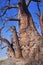 Baobab, Makgadikgadi Pans National Park, Botswana