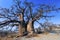 Baobab, Makgadikgadi Pans National Park, Botswana