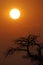 Baobab, Makgadikgadi Pans National Park, Botswana