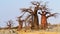 Baobab, Makgadikgadi Pans National Park, Botswana