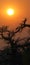 Baobab, Makgadikgadi Pans National Park, Botswana