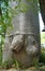 Baobab in Morondava, Madagascar