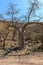 Baobab near Mirbat, Dhofar region (Oman)