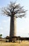 Baobab near Morondava, Madagascar island