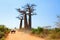 Baobab road