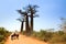 Baobab road Zebu car