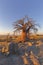 Baobab and rocks at sunrise