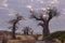 Baobab`s under the clouds