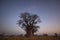 Baobab`s under the stars in blue hour