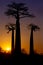 Baobab silhouette