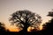 Baobab silhouette against an African sunset