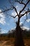 Baobab silhouette. Baobab valley, Great Ruaha River. Tanzania