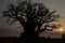 Baobab silhouette in the sunrise.