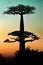 Baobab at sunset