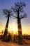 Baobab sunset burst