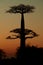 Baobab sunset silhouette