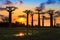 Baobab sunset silhouette