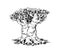 Baobab, a thick African elephant tree.