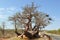 Baobab tree