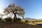 Baobab tree