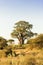 Baobab-Tree