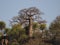 Baobab tree