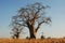 Baobab tree