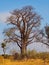 Baobab tree