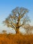 Baobab tree